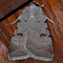 Lygephila craccae Lygephila craccae